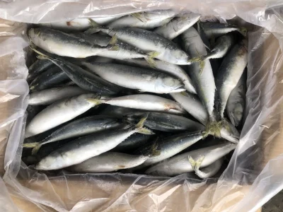 Frozen-Pacific-Mackerel-Cheap-Price-80-100g-IQF-Frozen