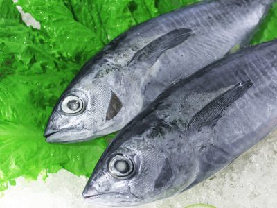YWRNhetvDtlkomira-baby-tuna-produk