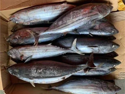 frozen-skipjack37541965538